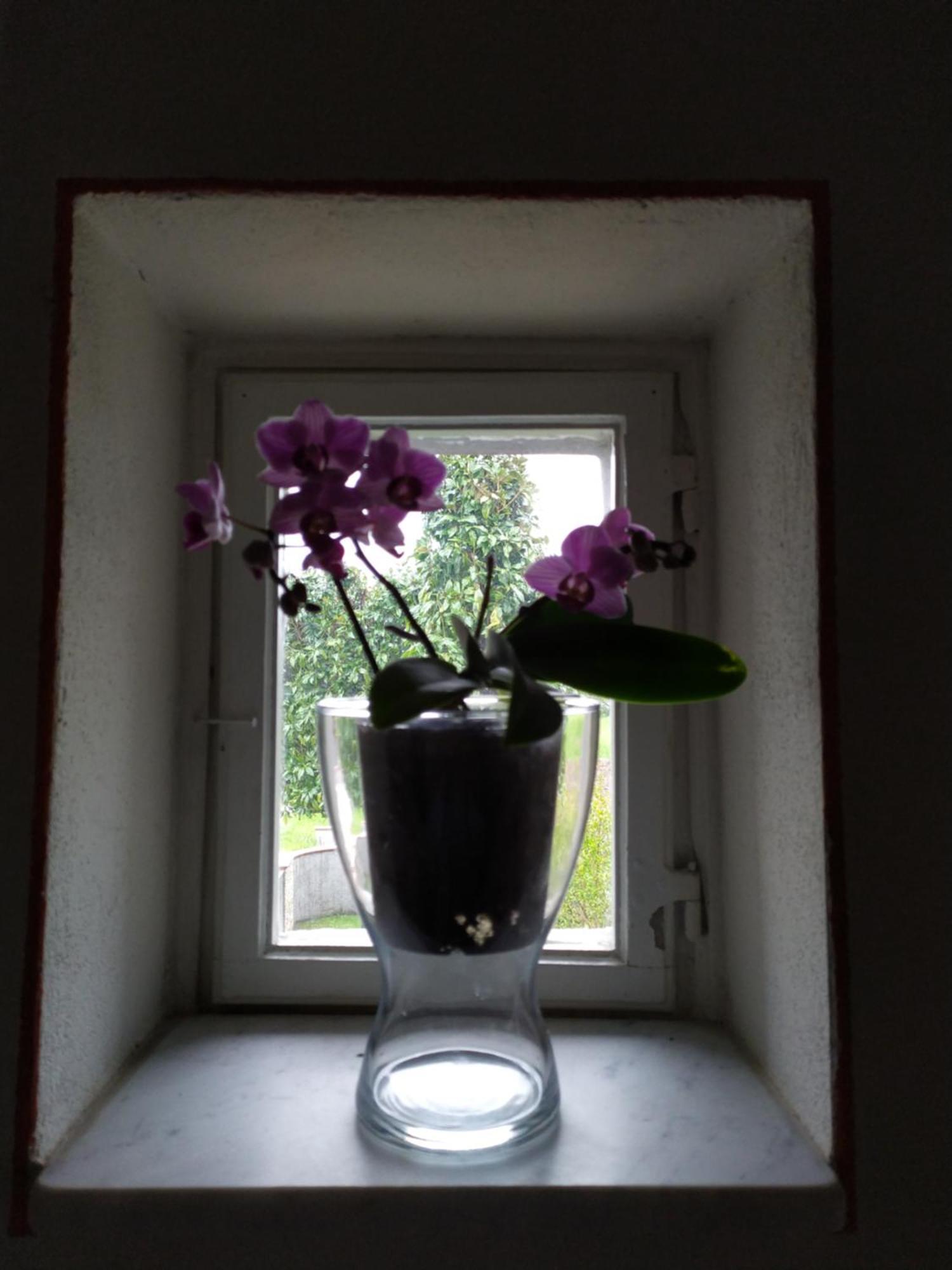 ルッカ Le Rondini Di San Donato Bed & Breakfast エクステリア 写真